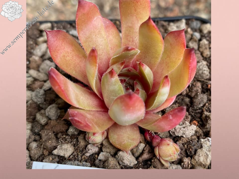 Wiener Caramel (Netzfund)