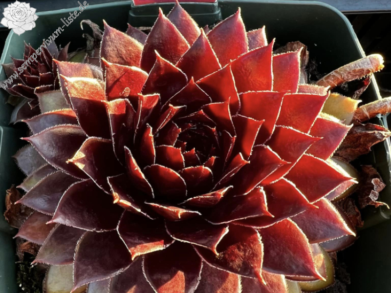 Chick Charms® Cherries Jubilee™ (NG)