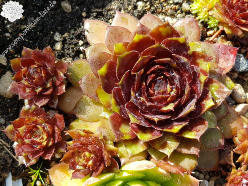 Dalmatiner (Netzfund)