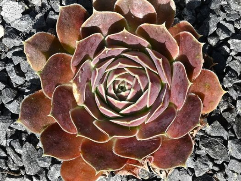 Korspelse Felipina / Jovi