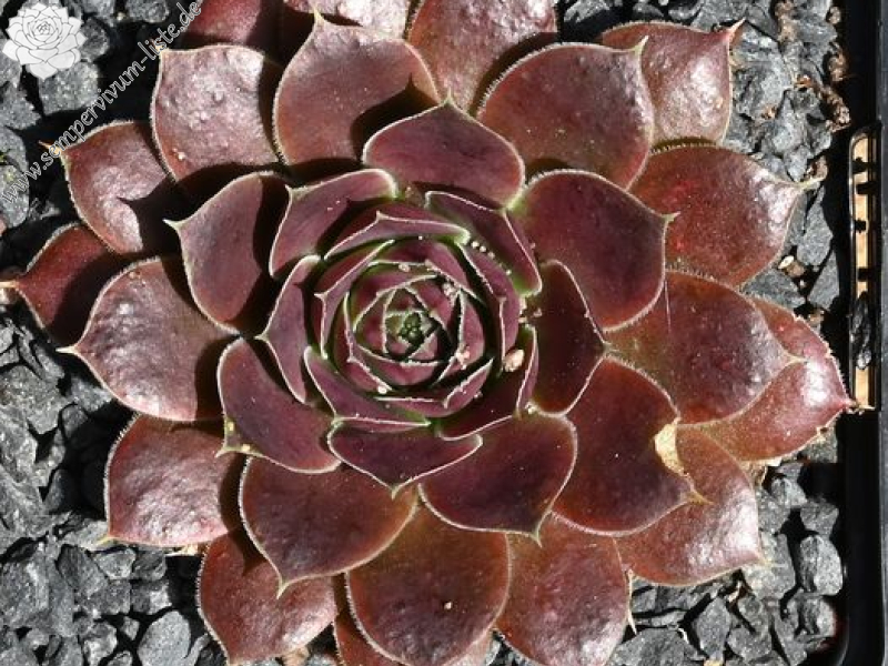 Korspelse Herdis / Jovi