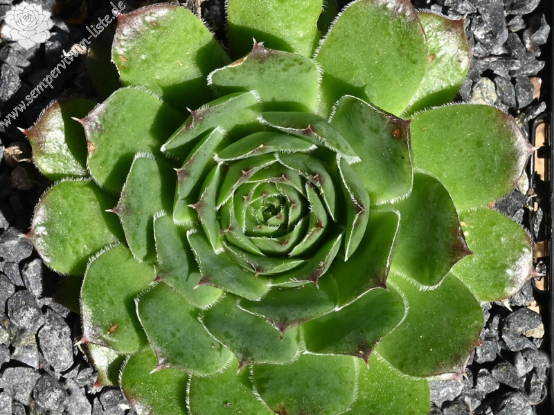 Korspelse Lipaz / Jovi