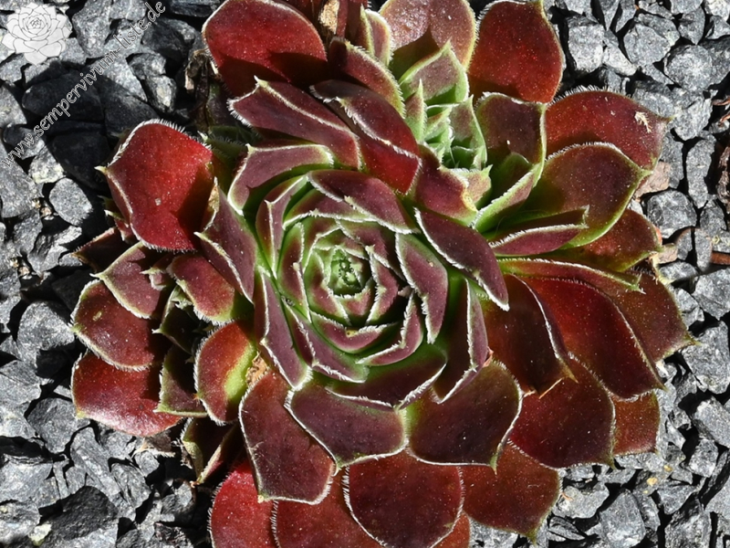 Korspelse Raviya / Jovi