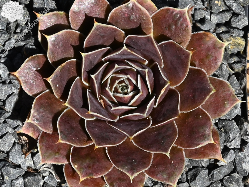 Korspelse Tehora / Jovi