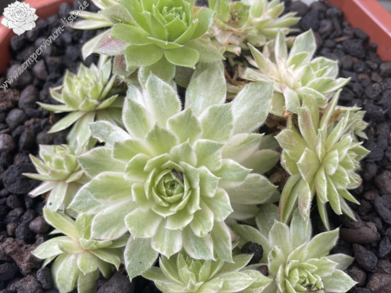 Chick Charms® Lotus Blossom (NG)