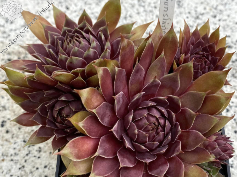 Morning sunshine (Netzfund)