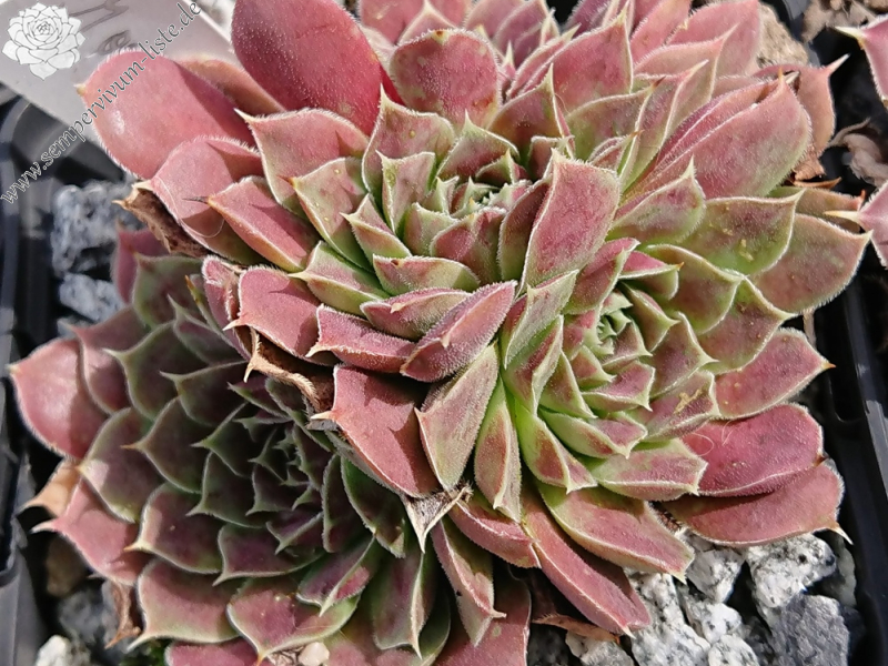 Mount Banahaw / Jovi