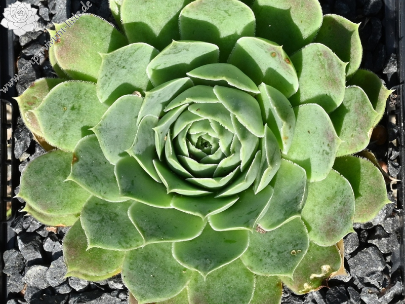 Mount Stanley / Jovi