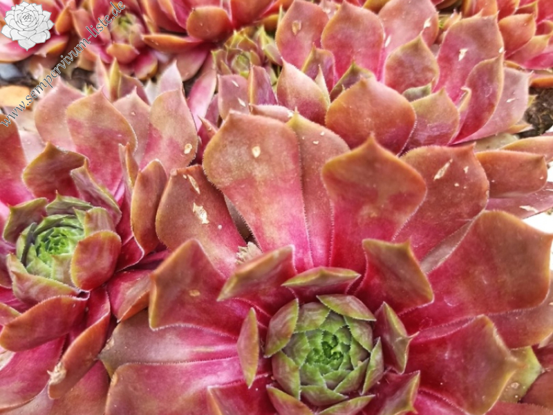 Orange Sky (Netzfund)