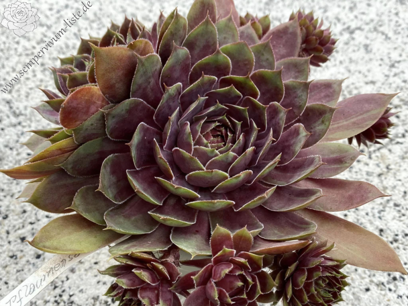 Pflaumensorbet (Netzfund)