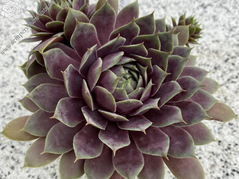 Rosenholz (Netzfund)