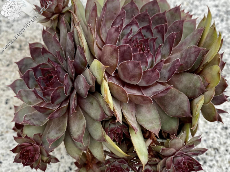 Vanilla Rose (Netzfund)