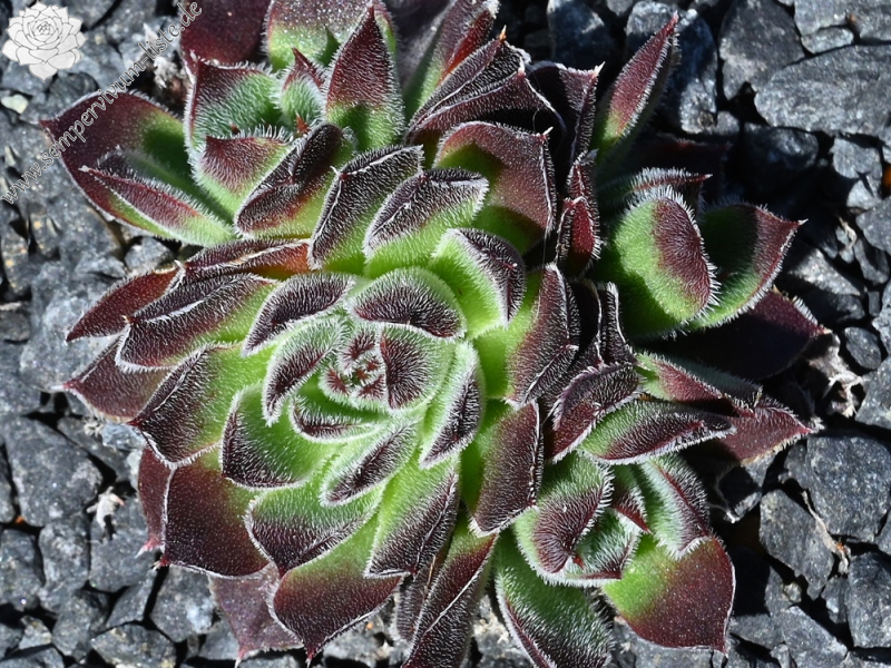 Vaya con Dios / Jovi