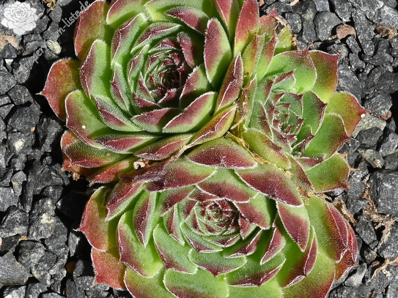 Vaya con Dios / Jovi