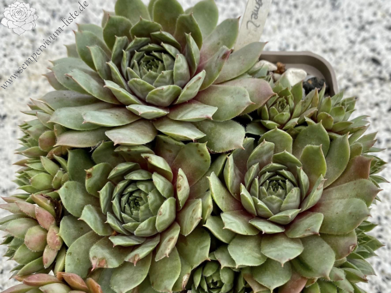 Wiener Caramel (Netzfund)