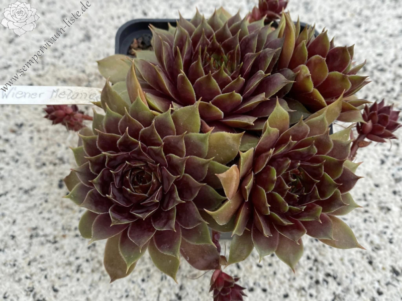 Wiener Melange (Netzfund)