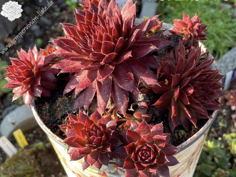 Hot Like Fire (Netzfund)