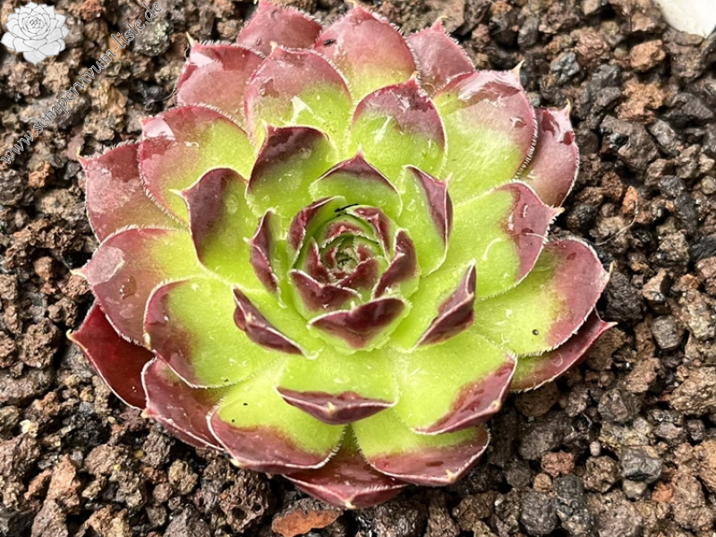 Sulz / Jovi (Netzfund)