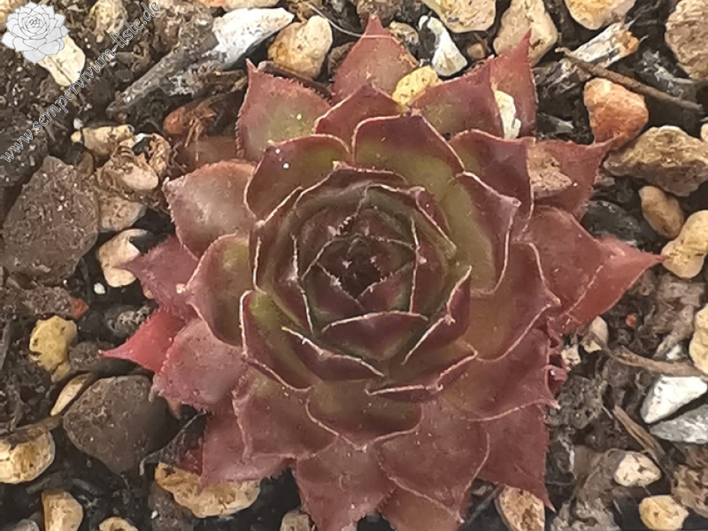 Abra-Miraculix (Netzfund)