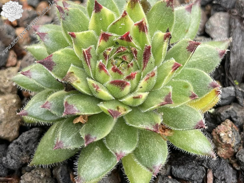 Chick Charms® Apple Teaser