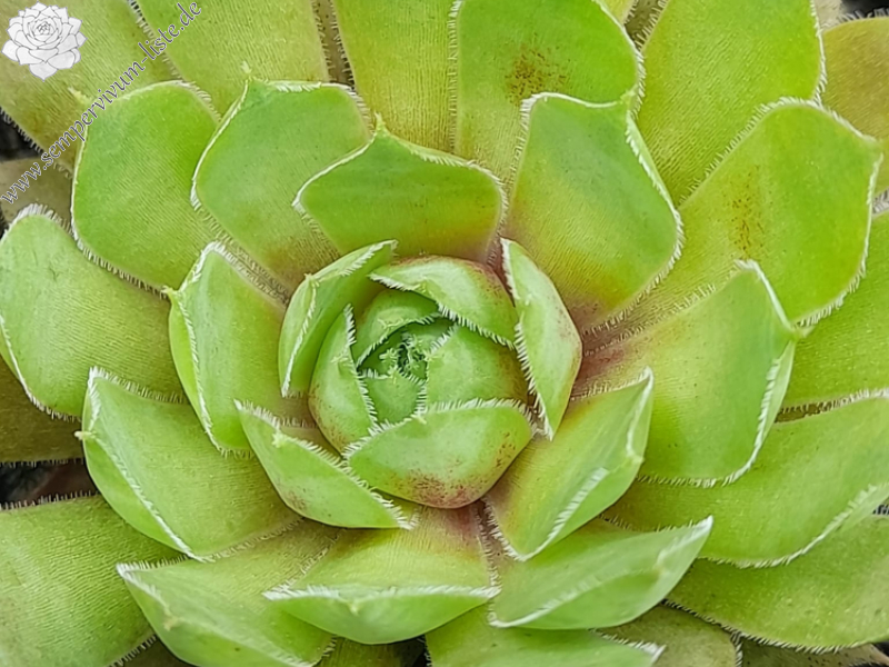 Camella