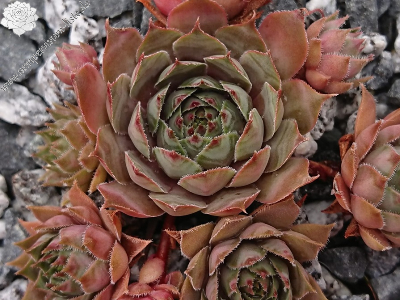 Chain Bridge (Netzfund)