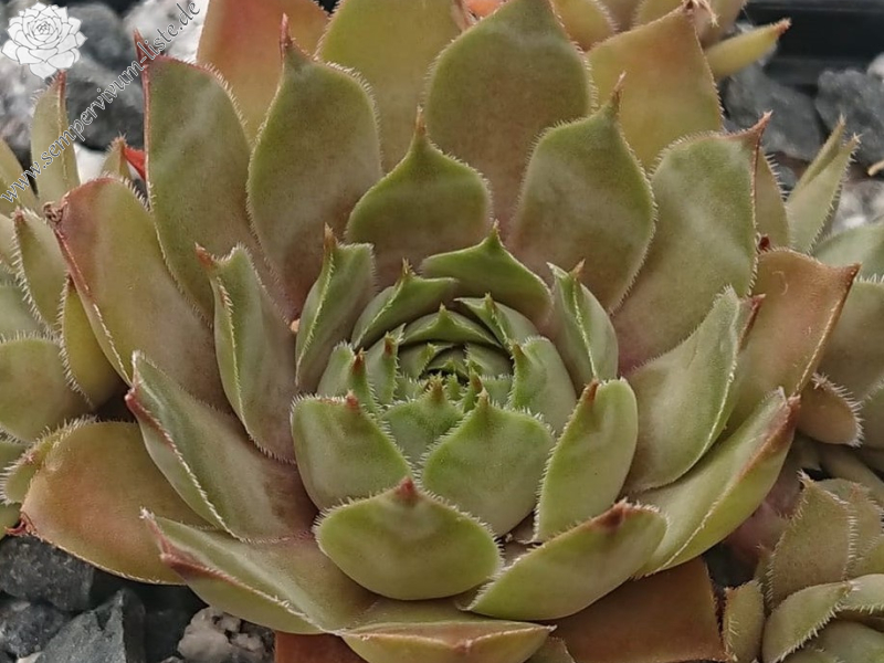 Chain Bridge (Netzfund)