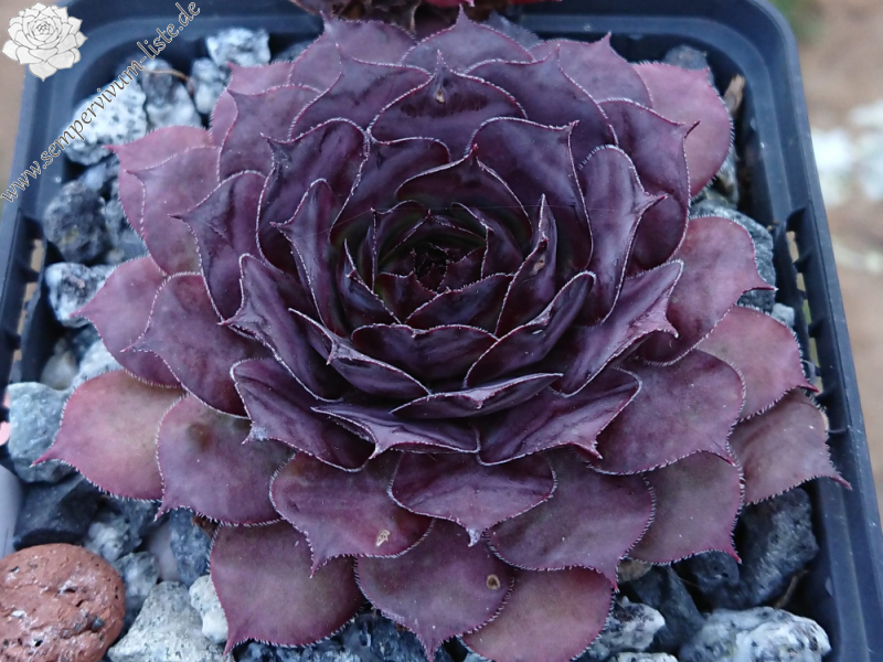 Chick Charms® Choco Latte (NNG)