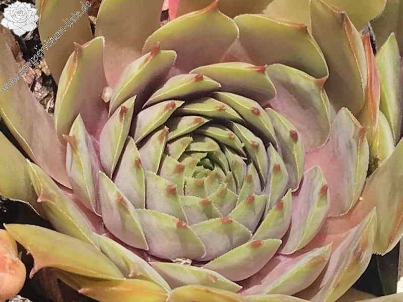 Desert Beauty