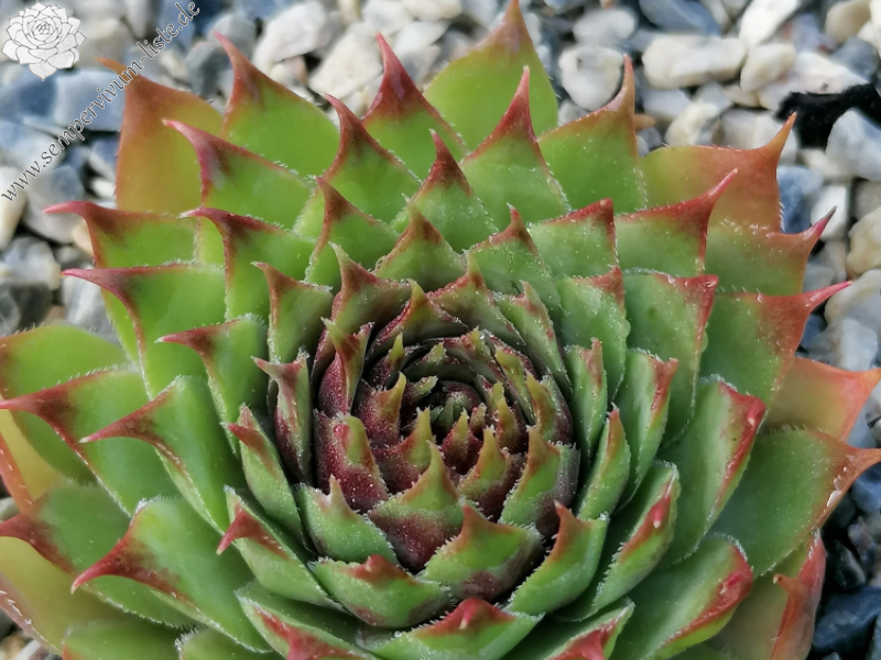 Dragonella (Netzfund)