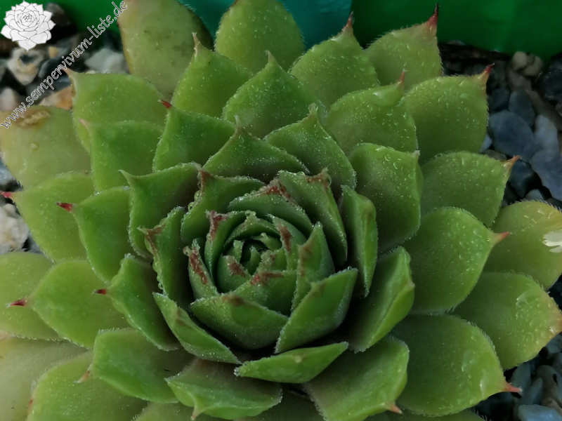 Following the Sun (Netzfund)