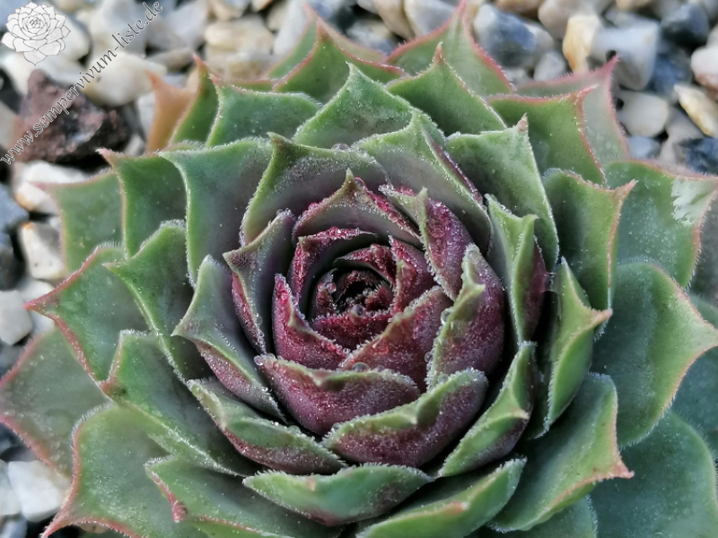 Furchtabar Vü (Netzfund)