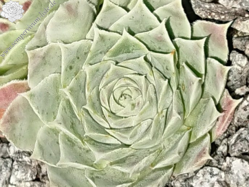 Gamora / Jovi (Netzfund)