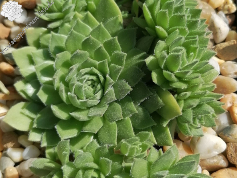 Grünfrosch (Netzfund)