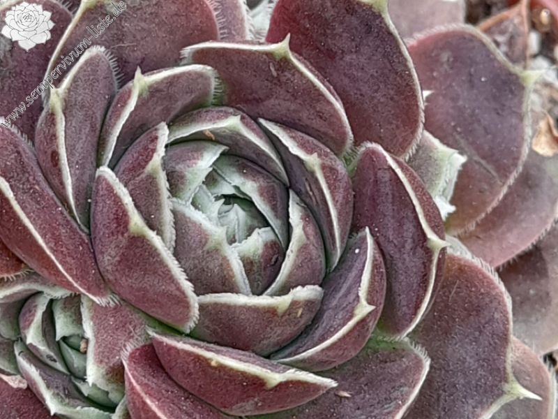 Green Jade