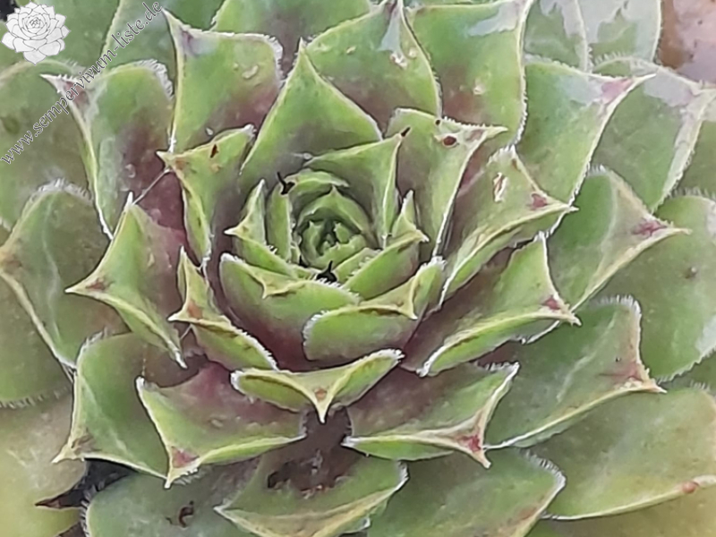 Huba