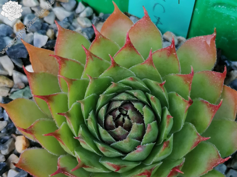 Huncut Luca (Netzfund)