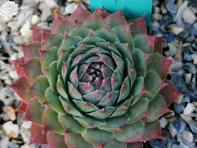 Hungarian Spirit (Netzfund)