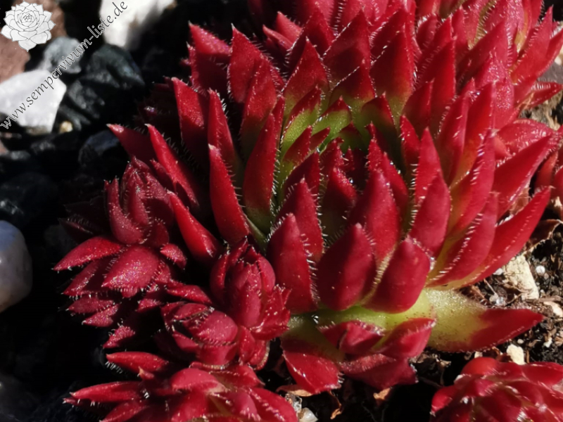 János Vitéz (Netzfund)