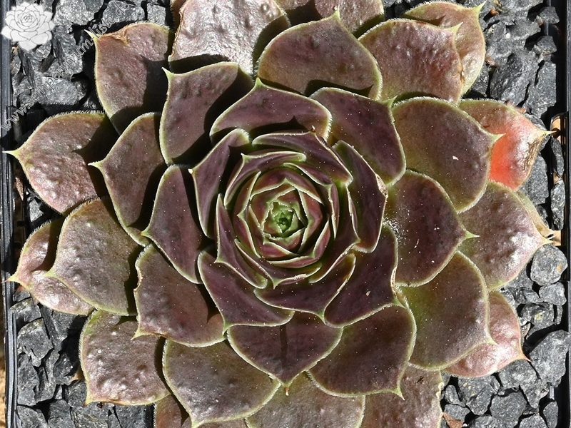 Korspelse Leonoor / Jovi