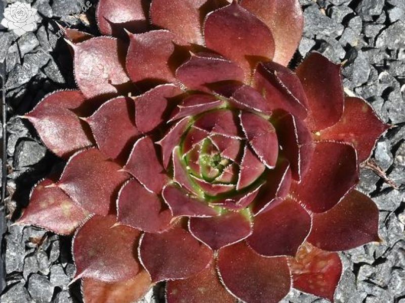 Korspelse Nolwenn / Jovi