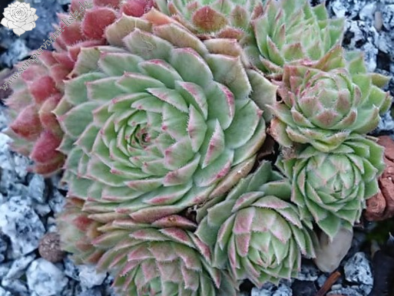 Chick Charms® Lotus Blossom (NG)