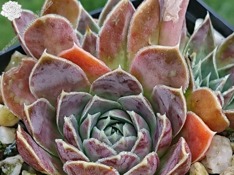 Miss Lissy / Jovi (Netzfund)