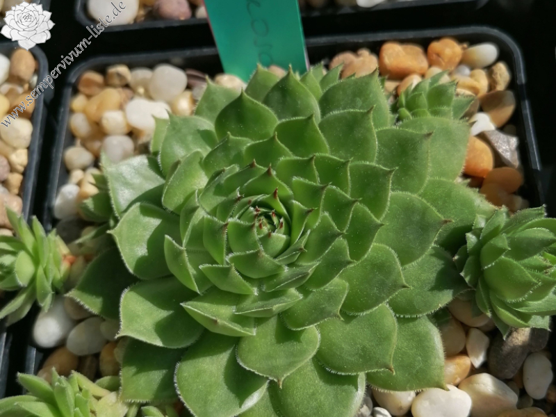 Ochsenfrosch (Netzfund)