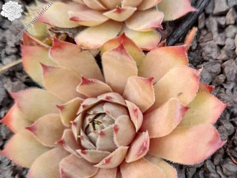 Pink Star