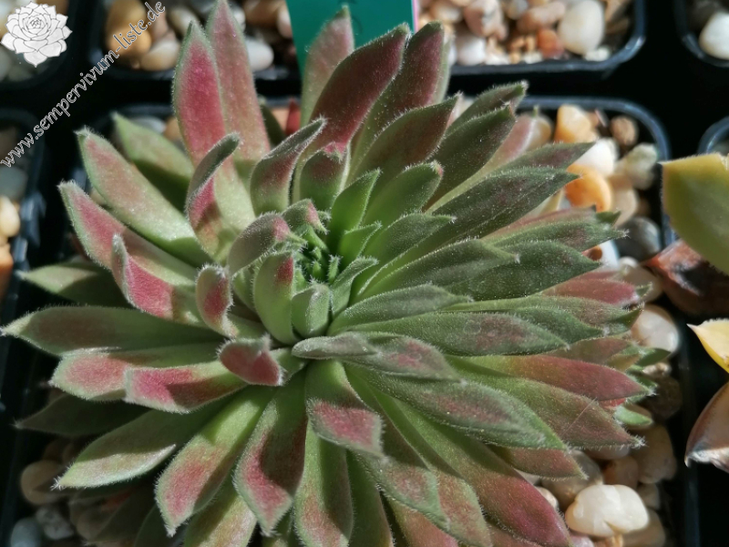 Rotbauchunke (Netzfund)