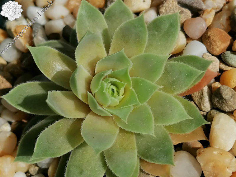 Sassenach (Netzfund)