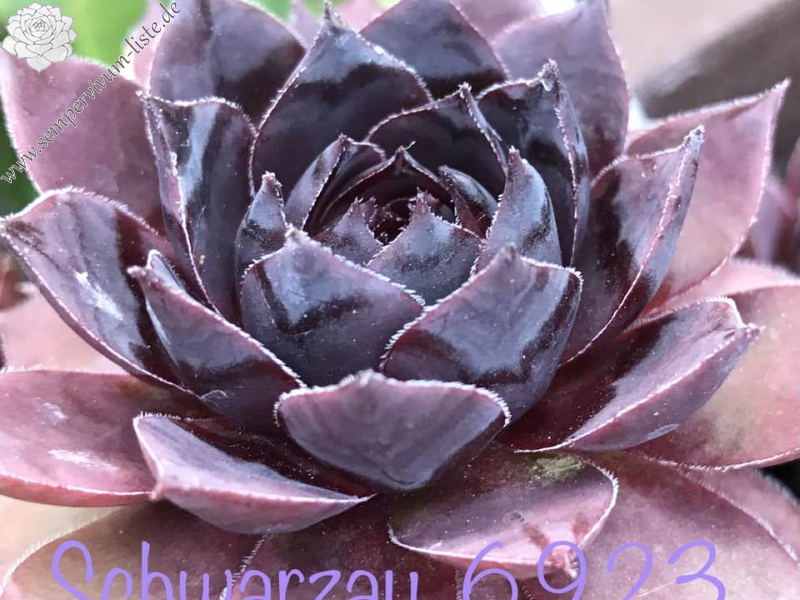 Schwarzau