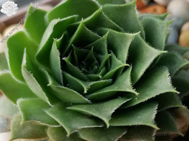 Seefrosch (Netzfund)