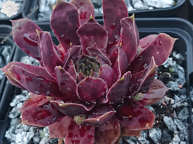 Violet Flame (Netzfund)